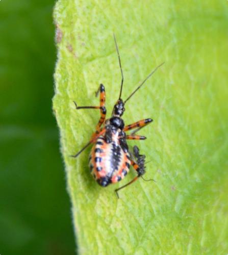 Rhynocoris iracundus